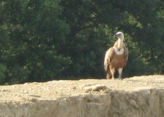 Grifone sull''Argentario